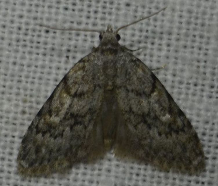 Nola cicatricalis - szürke pamacsosszövő