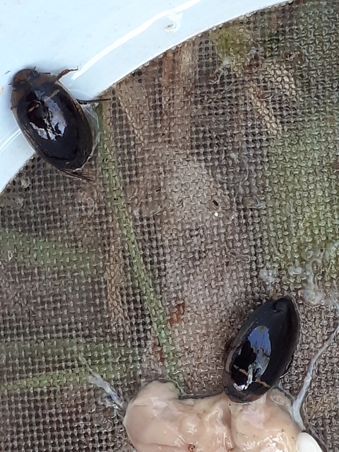 Hydaticus transversalis - harántsávos mocsáricsíkbogár
