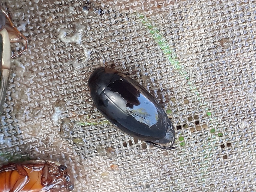 Hydaticus seminiger - fekete mocsáricsíkbogár