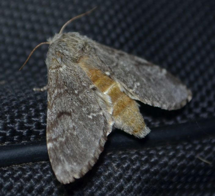Drymonia ruficornis - cserfa-púposszövő
