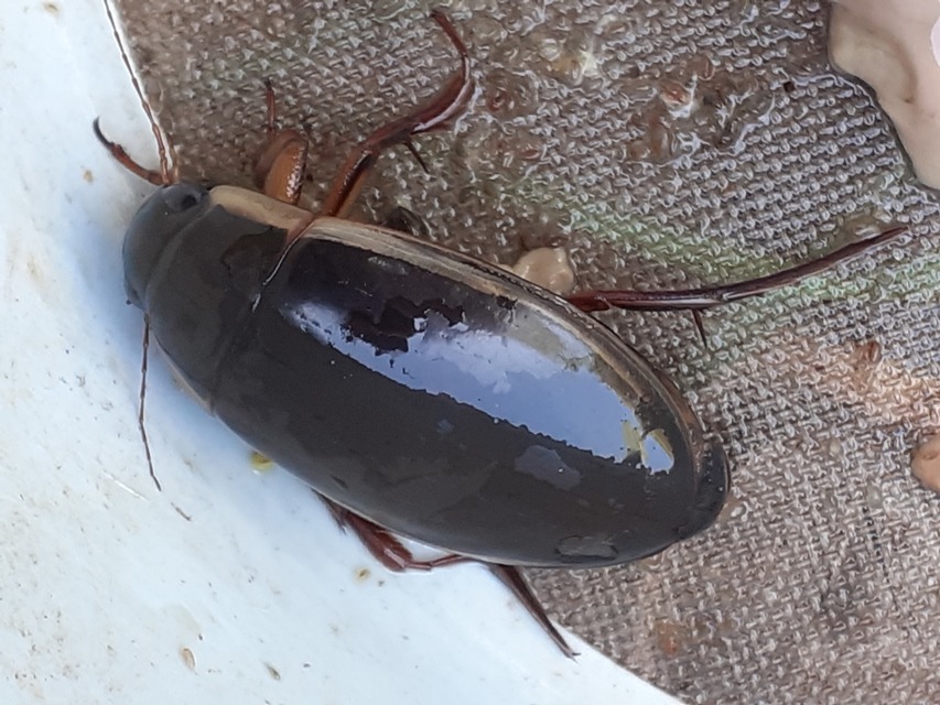 Dytiscus dimidiatus - tompacsípős csíkbogár