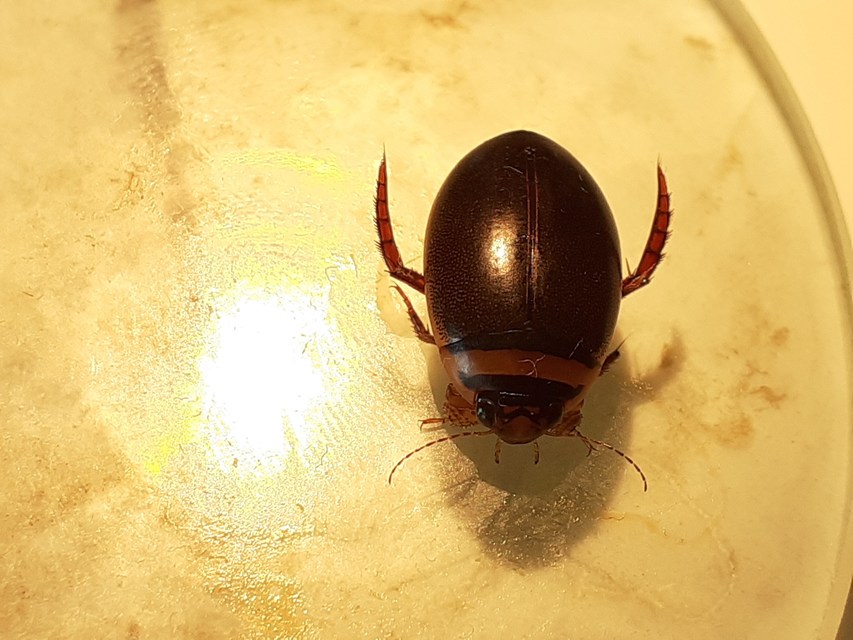 Graphoderus cinereus - gyakori tavicsíkbogár