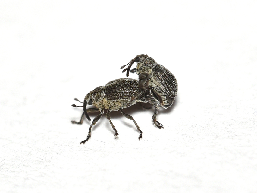 Ceutorhynchus typhae - pásztortáska-ceutormányos