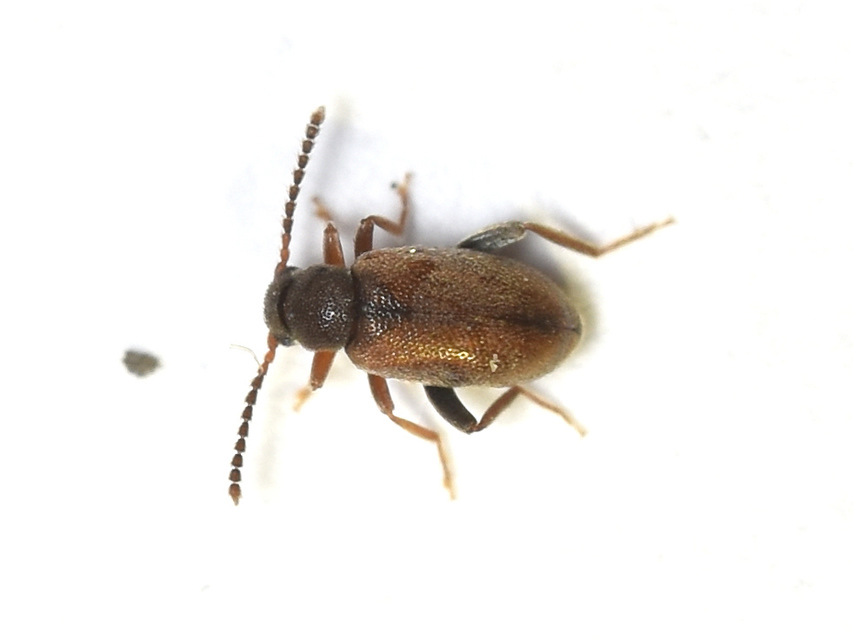Otolelus pruinosus - deres korhóbogár