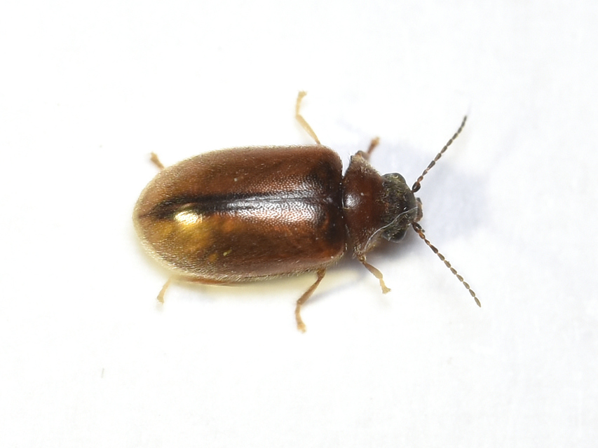 Scirtidae - rétbogárfélék