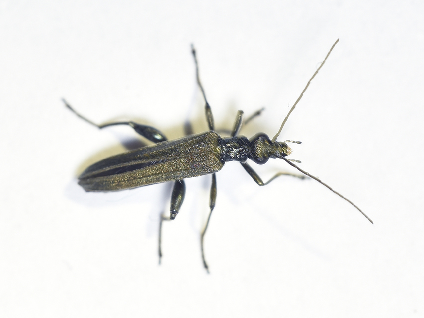 Oedemera virescens - zöldes álcincér