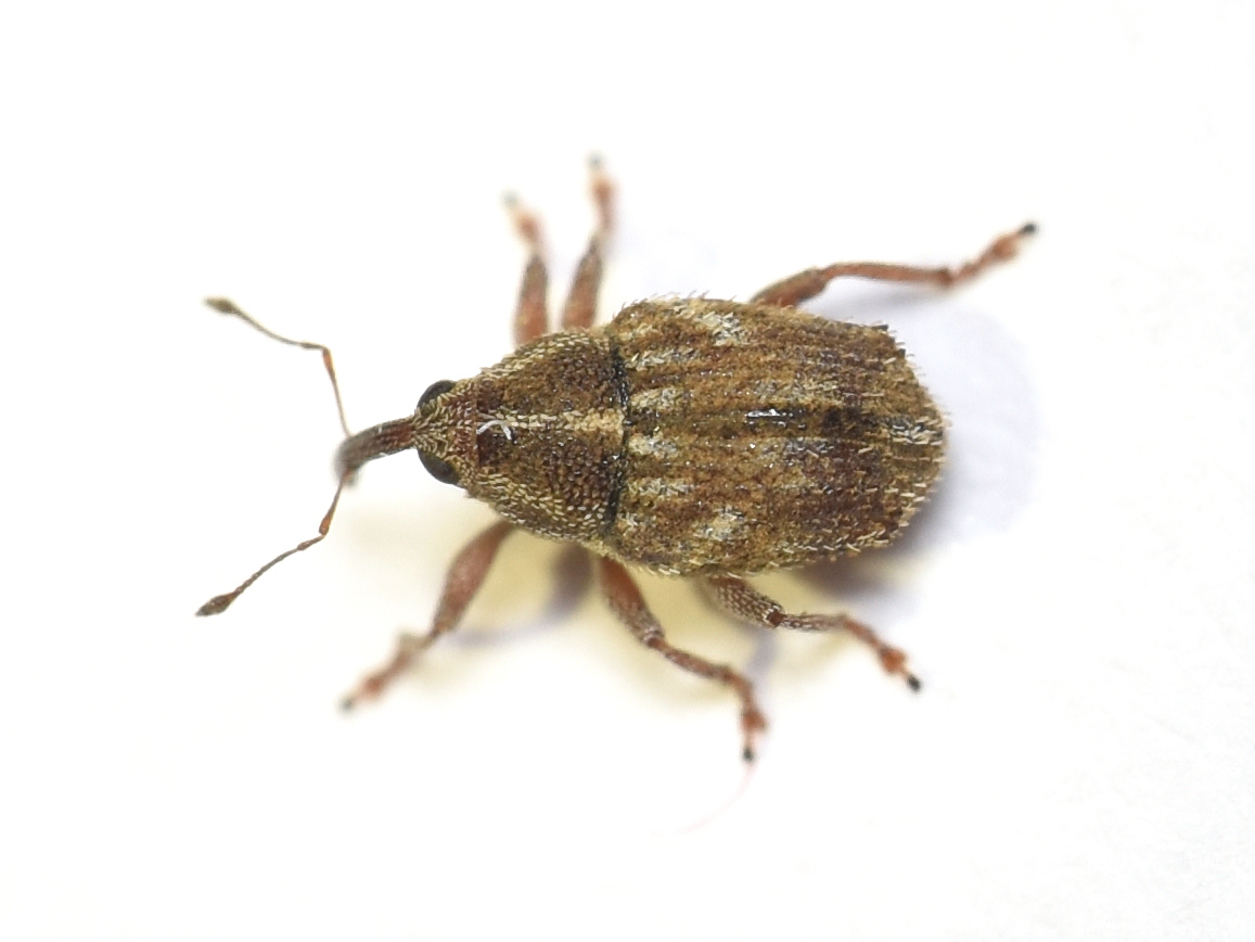 Trichosirocalus troglodytes - kis útifűormányos