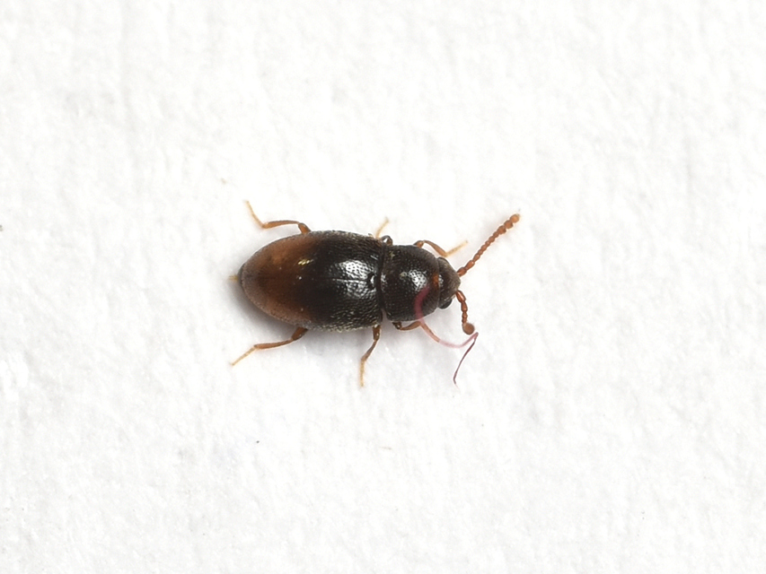 Cryptophagidae - penészbogárfélék