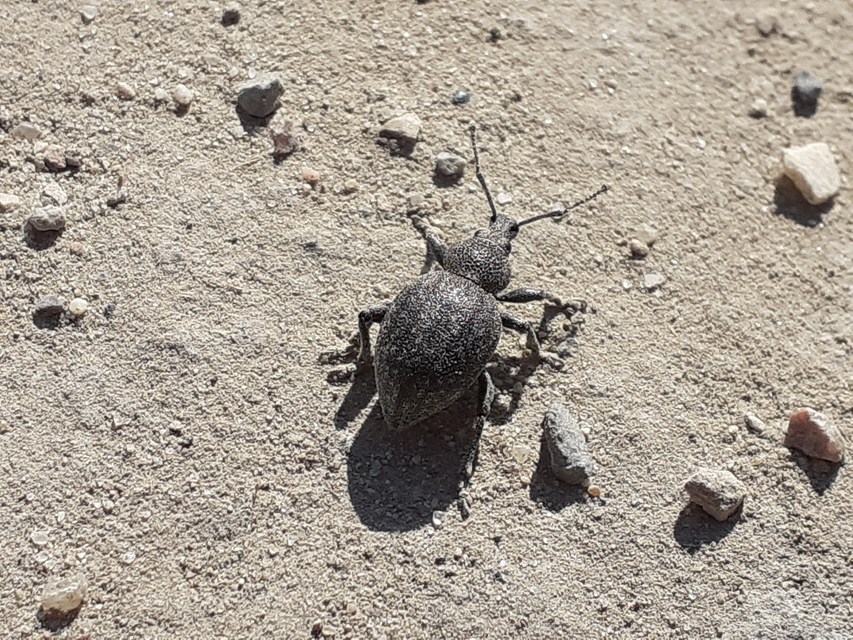 Otiorhynchus ligustici - vincellér-gyalogormányos