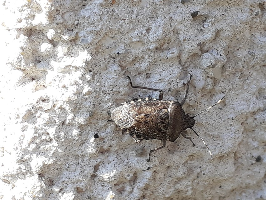 Rhaphigaster nebulosa - bencepoloska