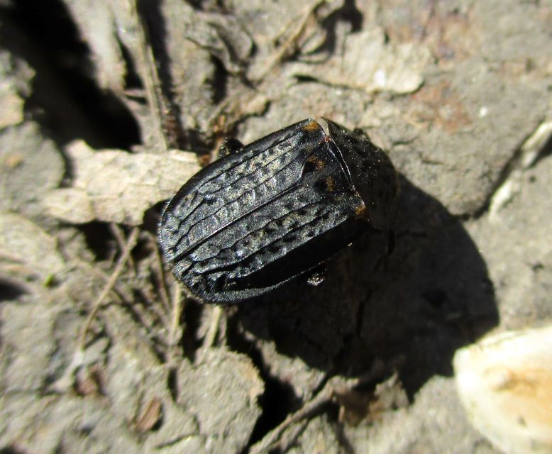 Thanatophilus rugosus - ripacsos dögbogár