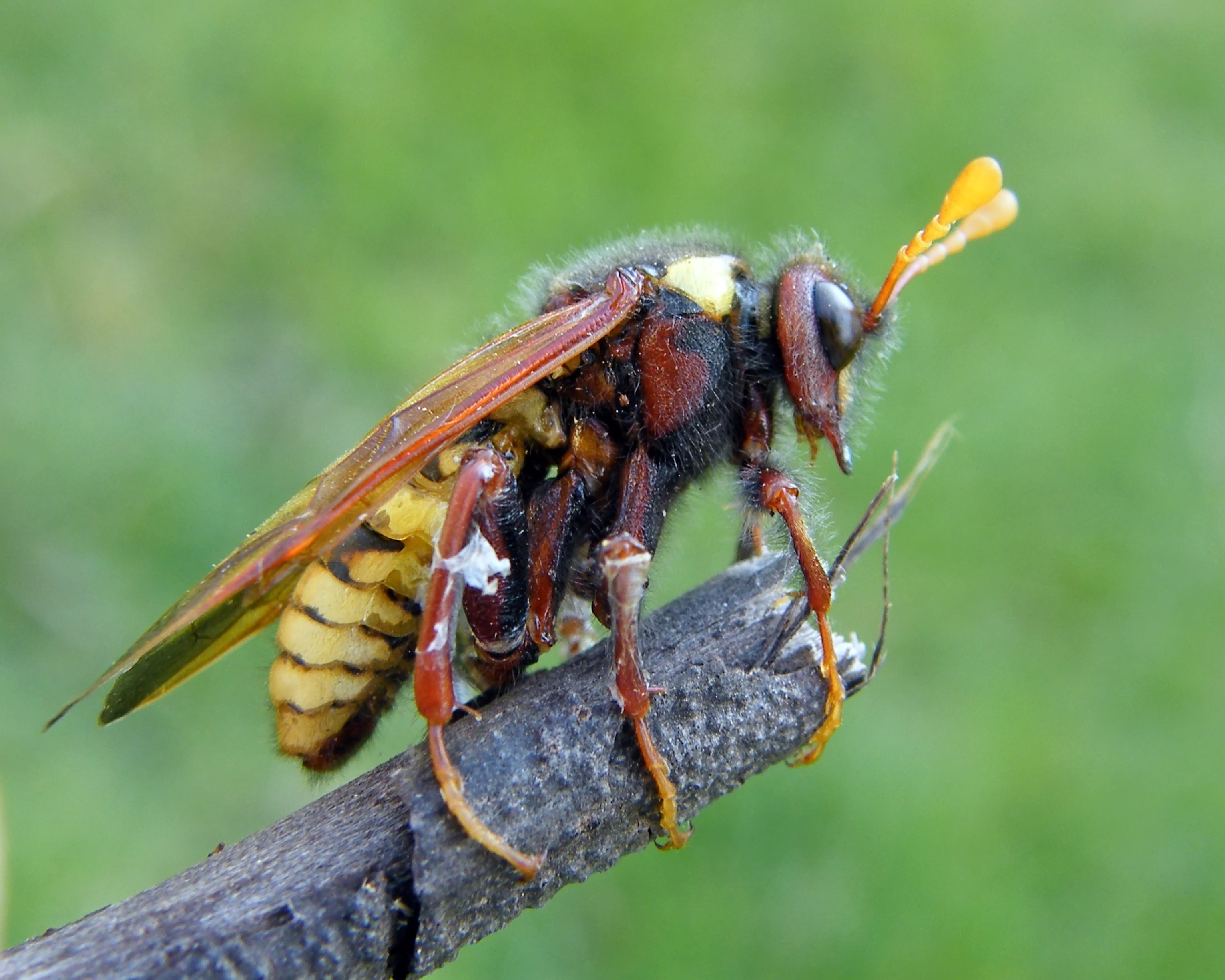 Palaeocimbex quadrimaculatus