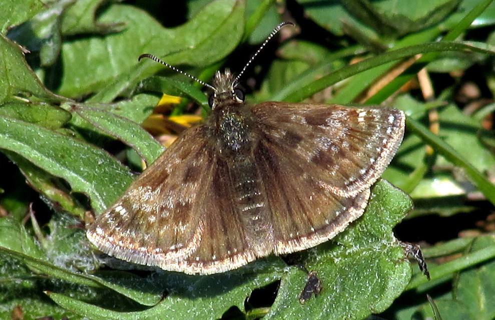 Erynnis tages - cigánylepke