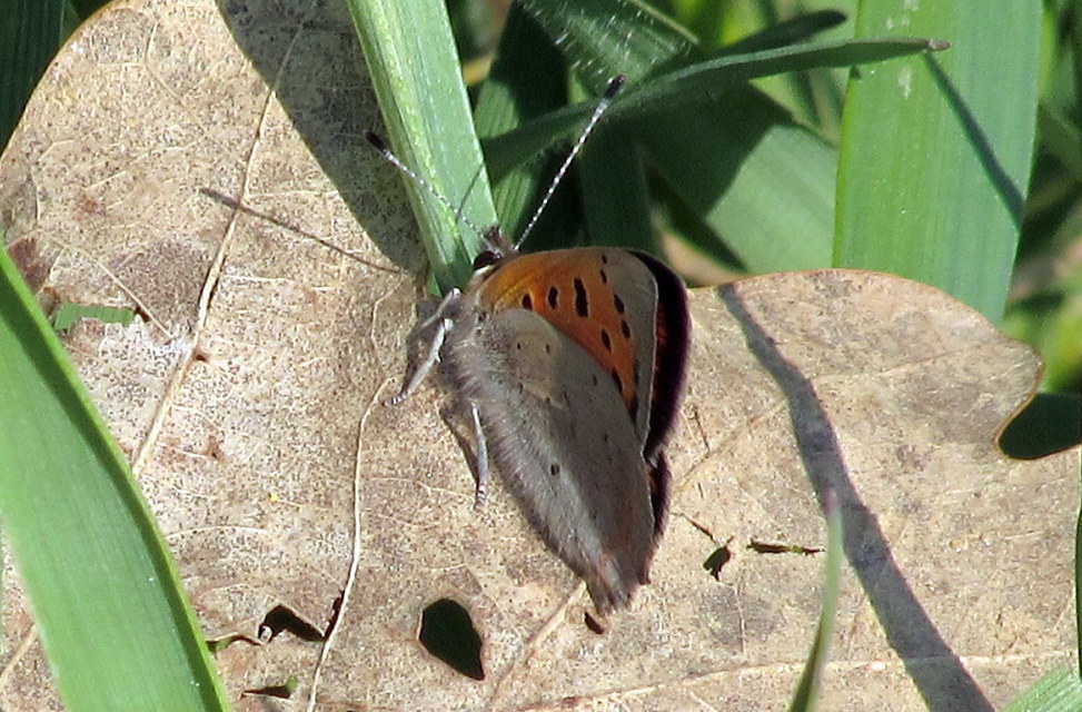 Lycaena phlaeas - közönséges tűzlepke