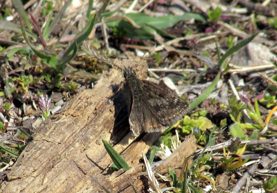 Erynnis tages - cigánylepke