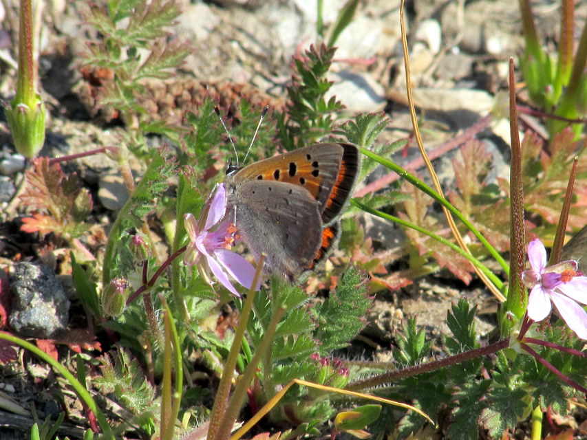 Lycaena phlaeas - közönséges tűzlepke