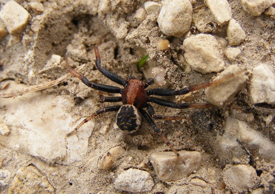 Xysticus luctator - rozsdás karolópók