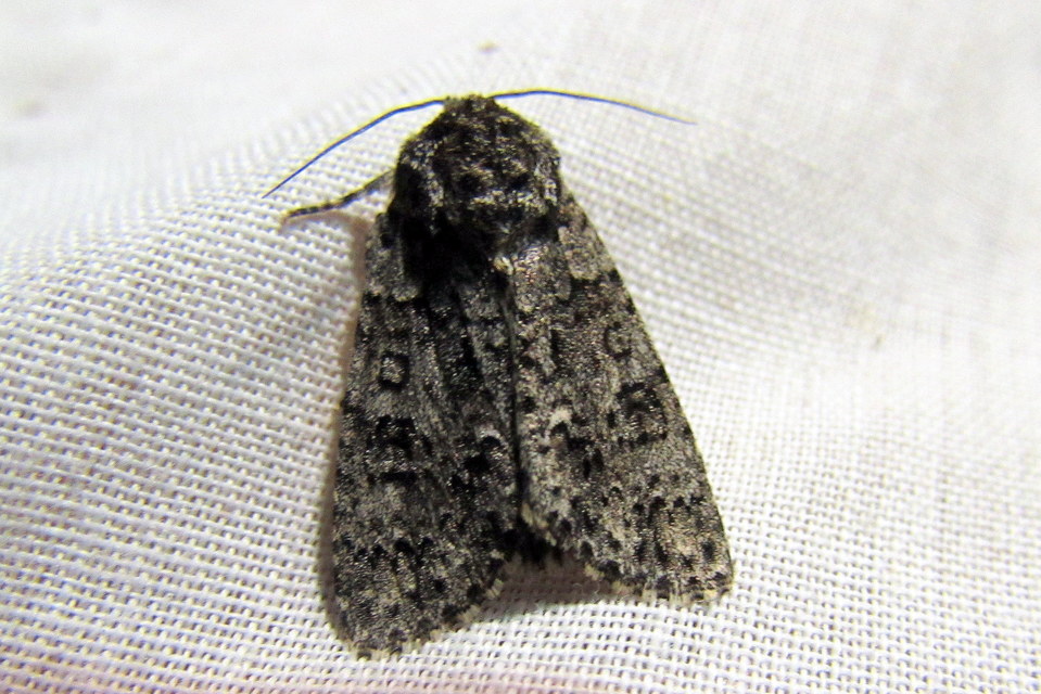 Acronicta rumicis - sóska-szigonyosbagoly
