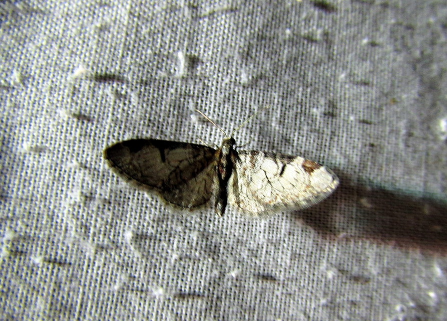 Eupithecia insigniata - hálózatos törpearaszoló