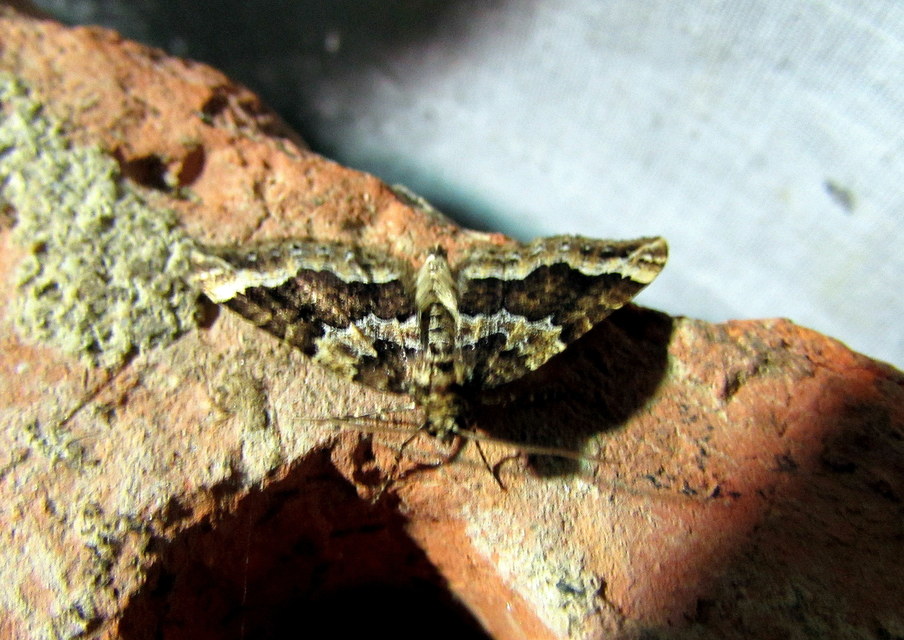 Lampropteryx suffumata - füstös araszoló