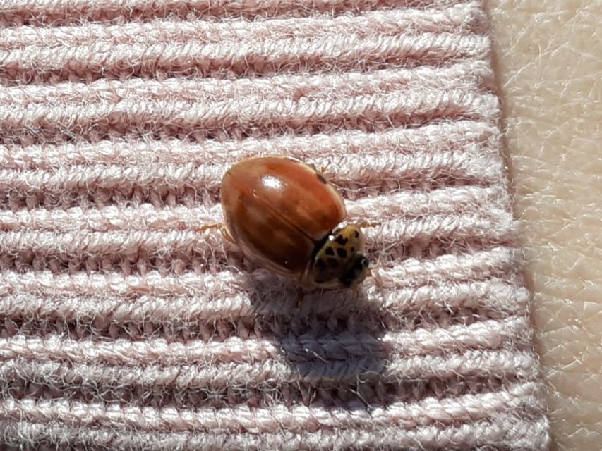 Harmonia quadripunctata - négypettyes katica