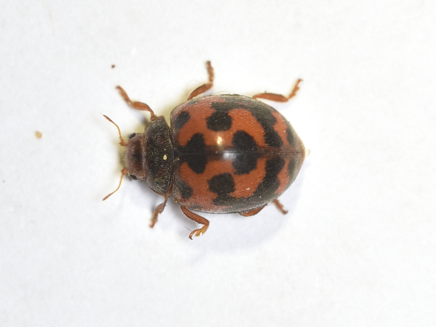 Subcoccinella vigintiquatuorpunctata - lucernaböde