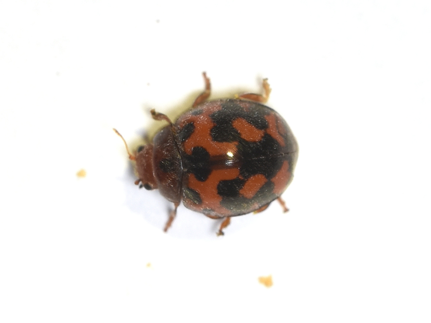 Subcoccinella vigintiquatuorpunctata - lucernaböde
