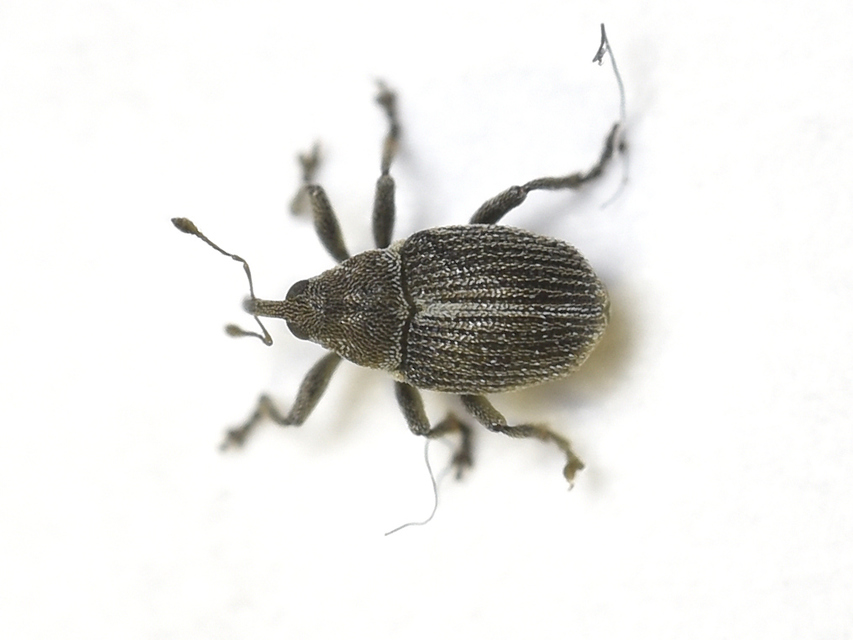 Ceutorhynchus typhae - pásztortáska-ceutormányos