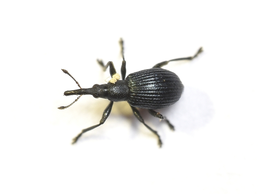 Eutrichapion punctiger - bükkönyrontó cickányormányos Eutrichapion punctiger - bükkönyrontó cickányormányos