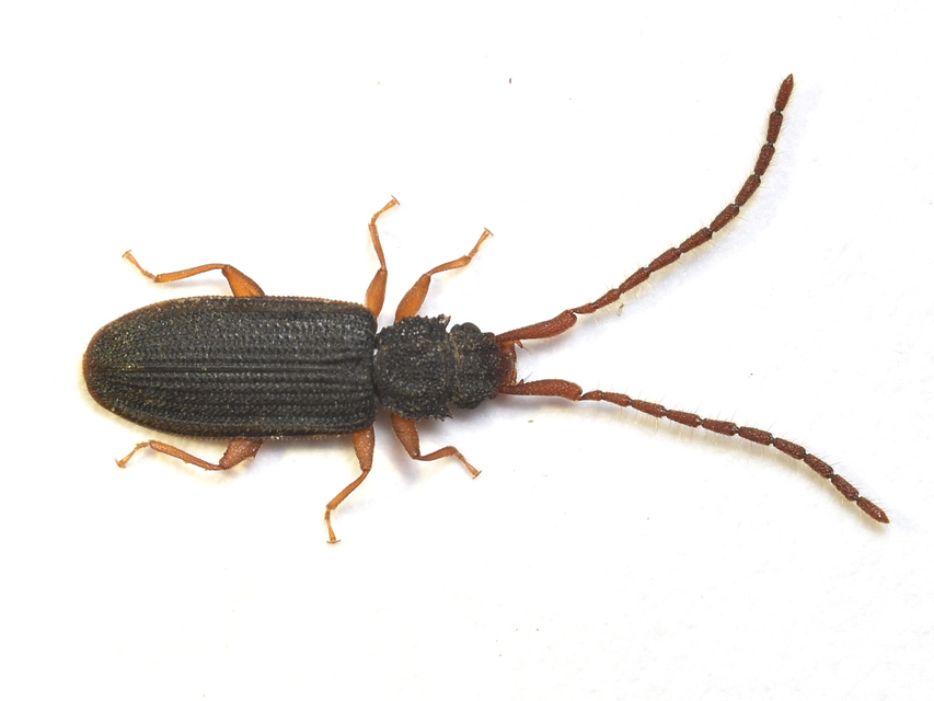Uleiota planatus - hosszúcsápú fogasnyakú-lapbogár