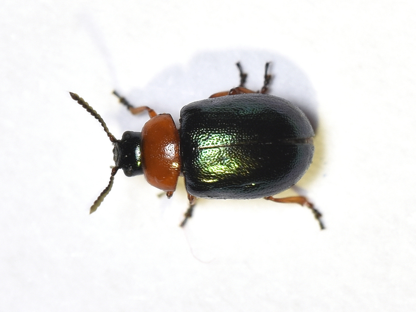 Gastrophysa polygoni - paraj-levélbogár Gastrophysa polygoni - paraj-levélbogár