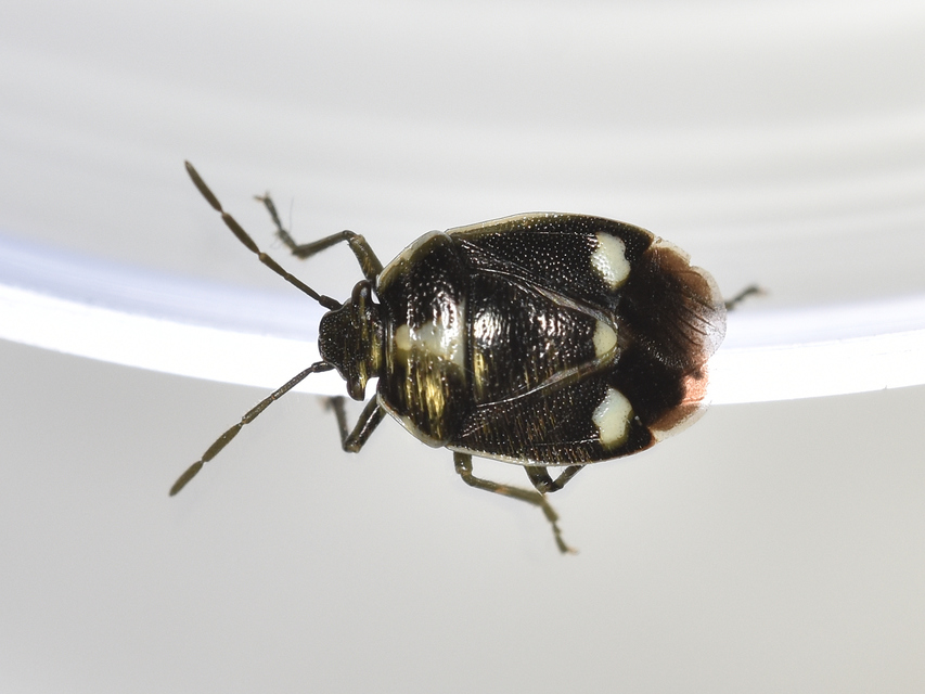 Eurydema oleracea - paréjpoloska Eurydema oleracea - paréjpoloska
