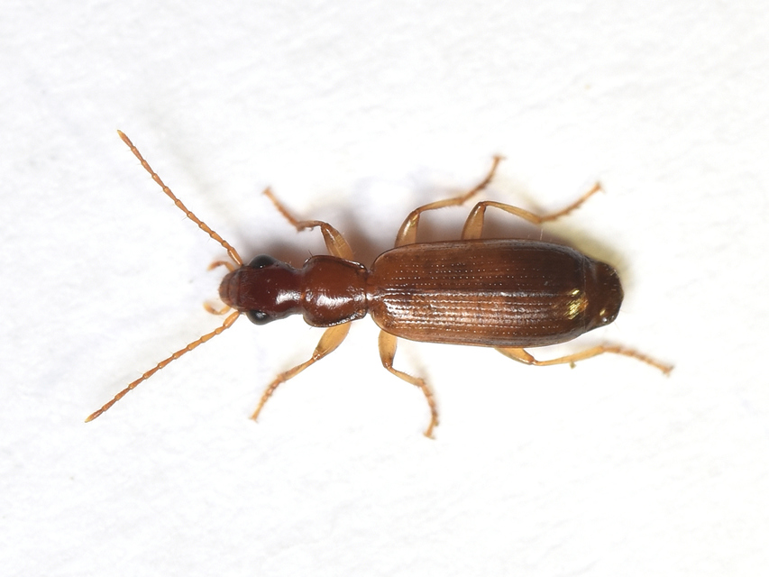 Paradromius linearis - karcsú kéregfutó
