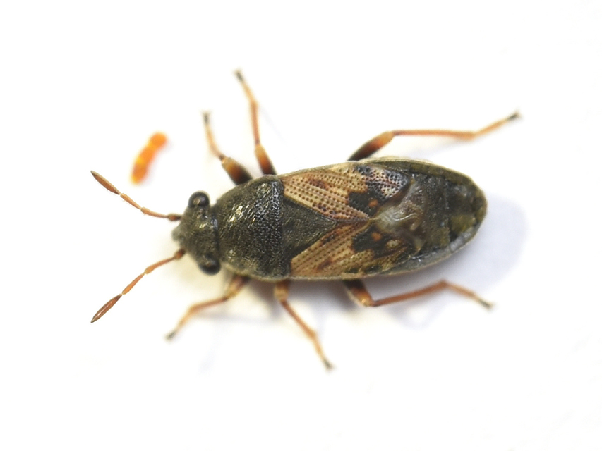 Acompus pallipes