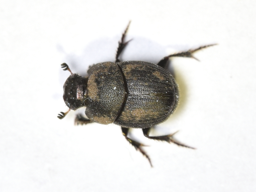Onthophagus ovatus - apró trágyatúró