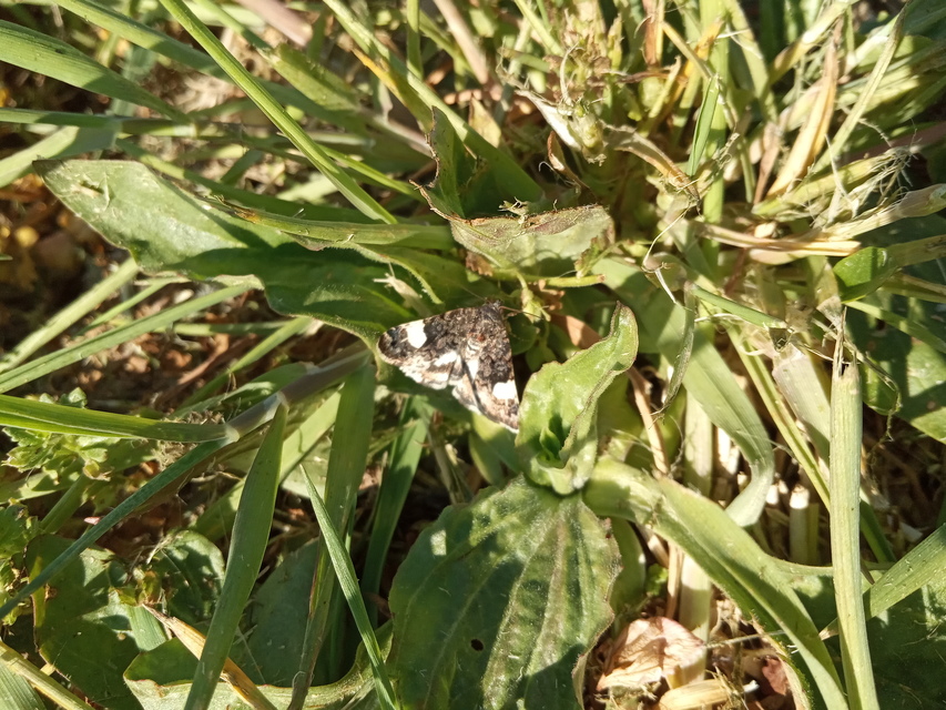 Tyta luctuosa - fekete nappalibagoly