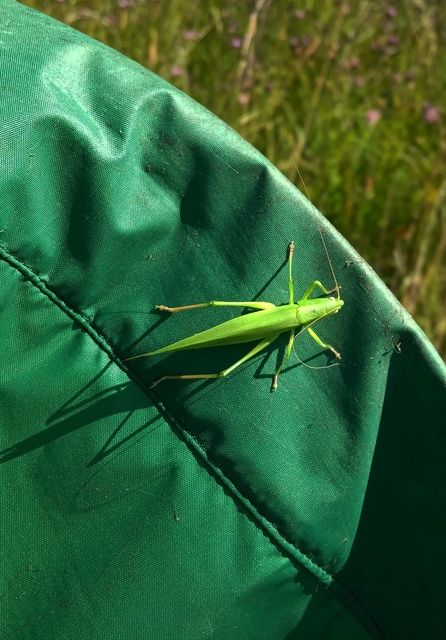 Ruspolia nitidula - nagy kúpfejűszöcske