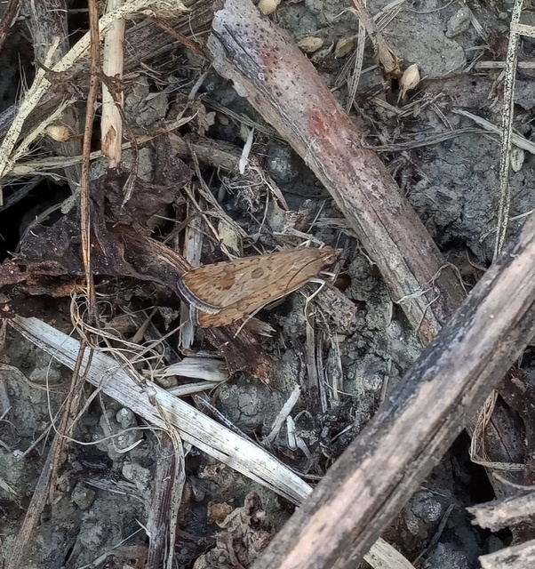 Nomophila noctuella - közönséges vándormoly