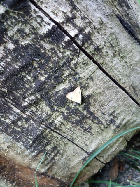 Rivula sericealis - selymes lórombagoly