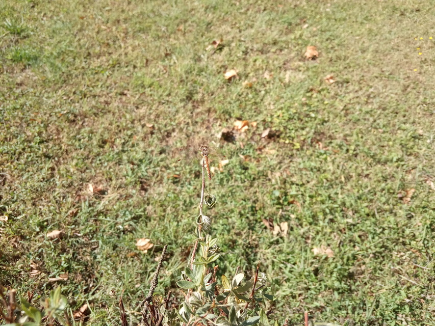 Sympetrum striolatum - harántsávos katona-szitakötő