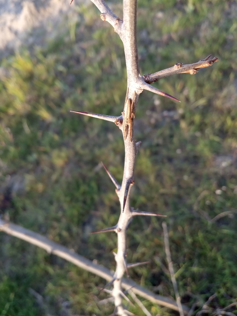 Tibellus