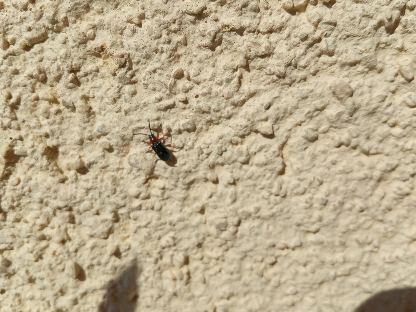 Oulema melanopus/duftschmidi