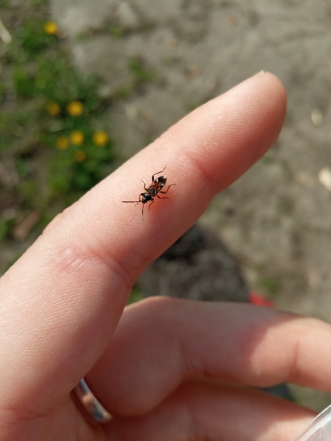 Raglius alboacuminatus - tarka díszesbodobács