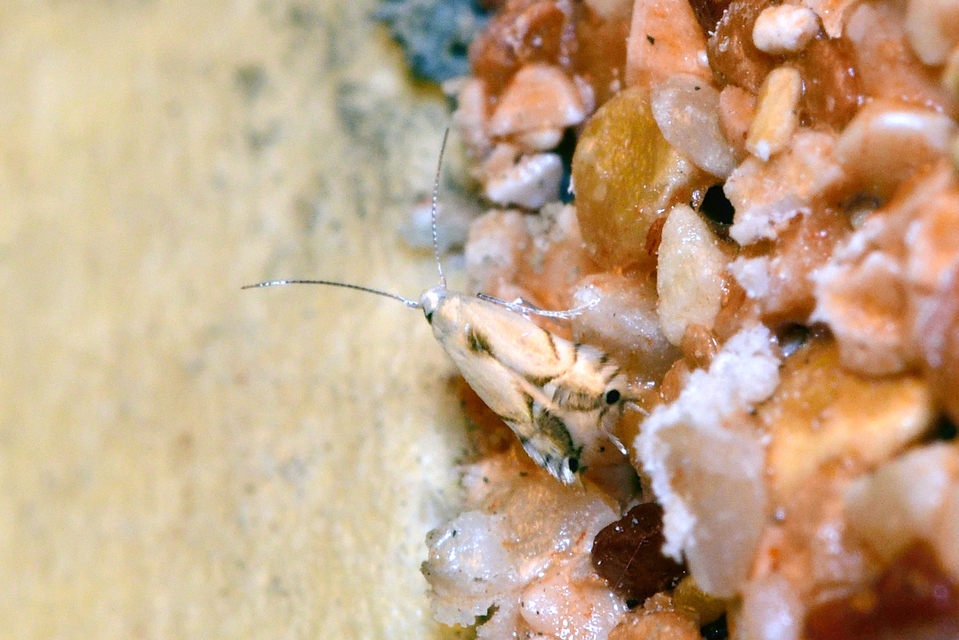 Phyllocnistis