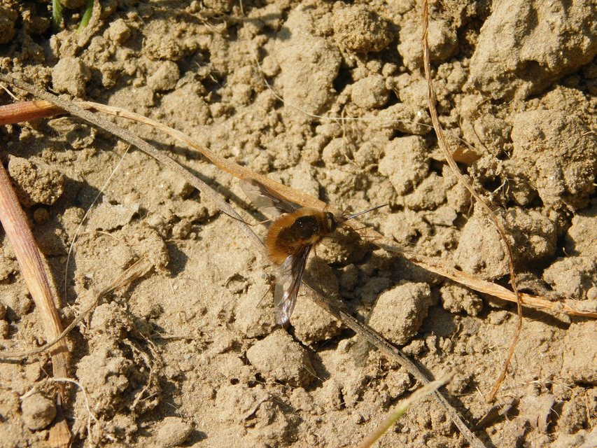 Bombylius major - szegélyes pöszörlégy