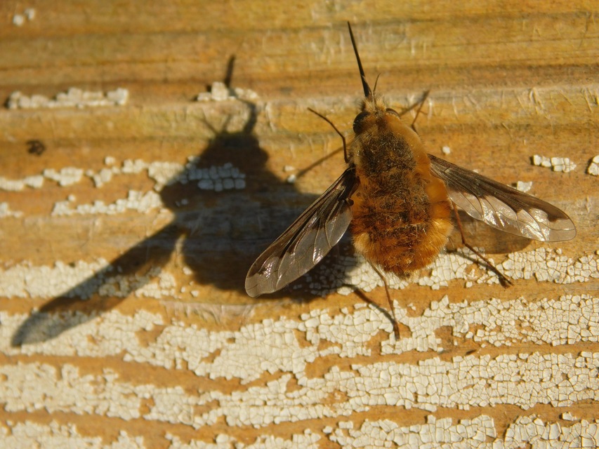 Bombylius major - szegélyes pöszörlégy