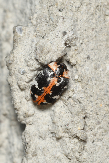 Anthrenus scrophulariae - nagy múzeumbogár
