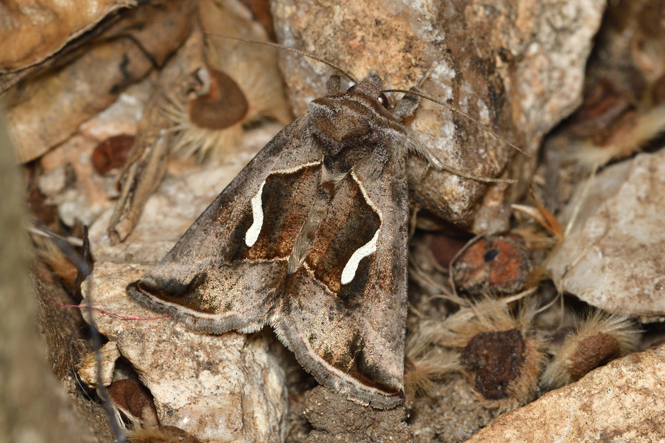 Macdunnoughia confusa - cseppfoltos ezüstbagoly