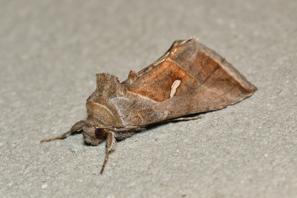 Macdunnoughia confusa - cseppfoltos ezüstbagoly