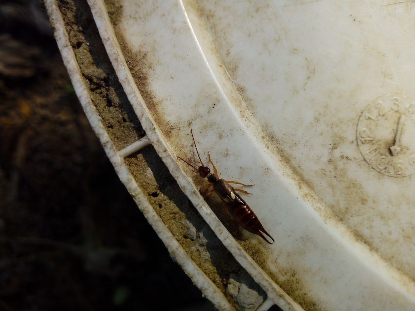 Forficula auricularia - közönséges fülbemászó